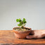 Natal Plum Bonsai #1173