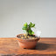 Natal Plum Bonsai #1173