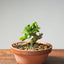 Natal Plum Bonsai #1173