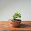 Natal Plum Bonsai #1174