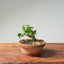 Natal Plum Bonsai #1174