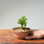 Natal Plum Bonsai #1174