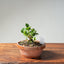 Natal Plum Bonsai #1174