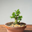 Natal Plum Bonsai #1174