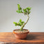 Natal Plum Bonsai #1175