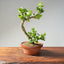 Natal Plum Bonsai #1175
