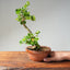 Natal Plum Bonsai #1175