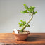 Natal Plum Bonsai #1175