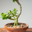 Natal Plum Bonsai #1175