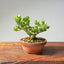 Natal Plum Bonsai #1176