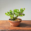Natal Plum Bonsai #1176