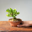 Natal Plum Bonsai #1176