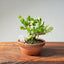 Natal Plum Bonsai #1176