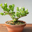 Natal Plum Bonsai #1176