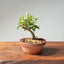 Lavender Star Flower Bonsai #1177