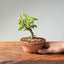 Lavender Star Flower Bonsai #1177