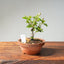 Lavender Star Flower Bonsai #1177