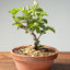 Lavender Star Flower Bonsai #1177