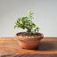 Lavender Star Flower Bonsai #1178