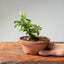 Lavender Star Flower Bonsai #1178