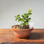 Lavender Star Flower Bonsai #1178