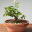 Lavender Star Flower Bonsai #1178