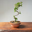 Lavender Star Flower Bonsai #1179