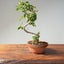 Lavender Star Flower Bonsai #1179