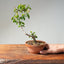 Lavender Star Flower Bonsai #1179
