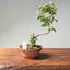 Lavender Star Flower Bonsai #1179