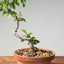 Lavender Star Flower Bonsai #1179