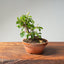 Lavender Star Flower Bonsai #1180
