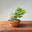 Lavender Star Flower Bonsai #1180