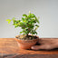 Lavender Star Flower Bonsai #1180