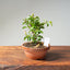 Lavender Star Flower Bonsai #1180