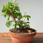 Lavender Star Flower Bonsai #1180