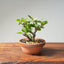 Lavender Star Flower Bonsai #1181