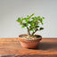 Lavender Star Flower Bonsai #1181