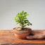 Lavender Star Flower Bonsai #1181