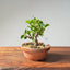 Lavender Star Flower Bonsai #1181