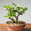 Lavender Star Flower Bonsai #1181