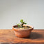 Lavender Star Flower Bonsai #1182