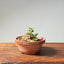 Lavender Star Flower Bonsai #1182
