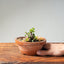 Lavender Star Flower Bonsai #1182