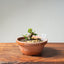 Lavender Star Flower Bonsai #1182