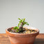Lavender Star Flower Bonsai #1182