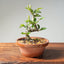 Lavender Star Flower Bonsai #1183