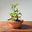 Lavender Star Flower Bonsai #1183
