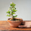 Lavender Star Flower Bonsai #1183