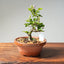 Lavender Star Flower Bonsai #1183